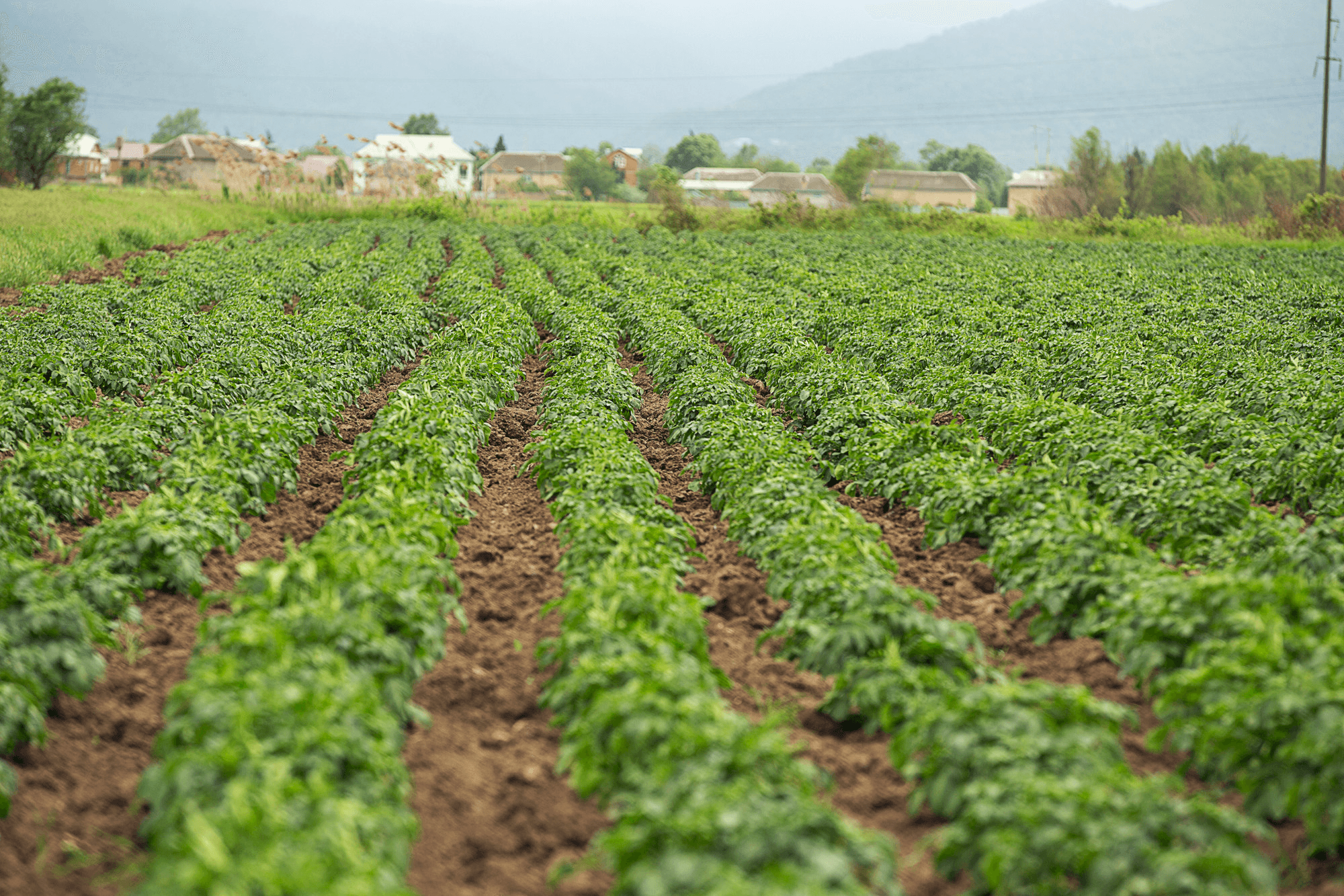 Large Farms